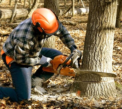Tree Removal in Nathalie, VA